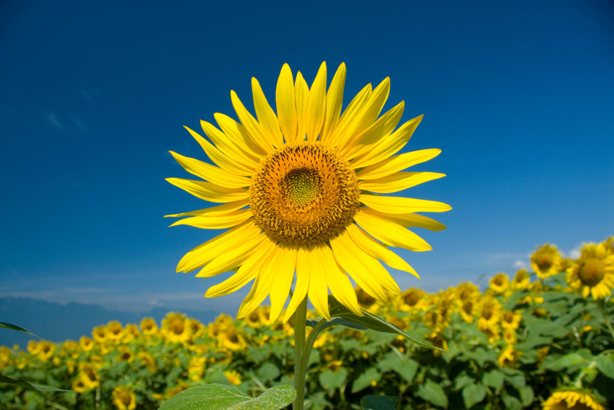 ヘルプデスク業務は奥深い